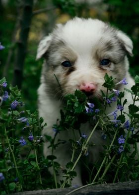 Border Collie puppy