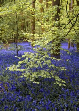 Bluebells Forest