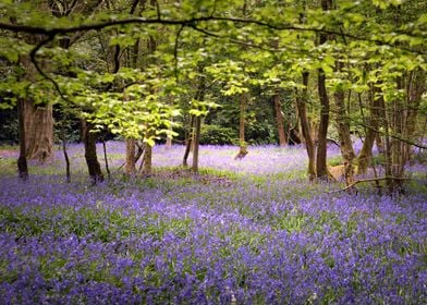 Gorgeous Blue Bells