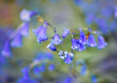 Beautiful Blue Bells 