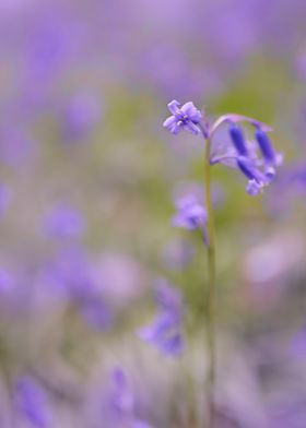 Beautiful Blue Bells 