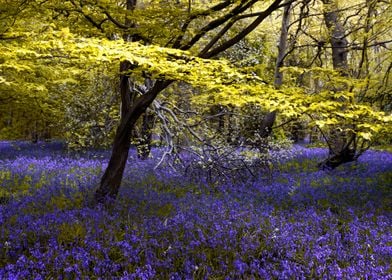 Gorgeous Blue Bells