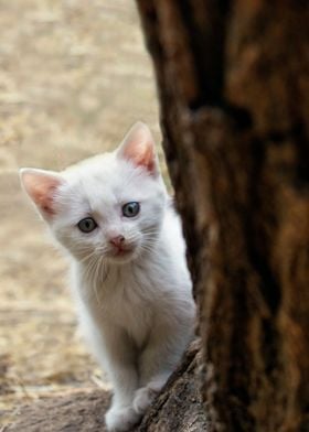 White Kitten