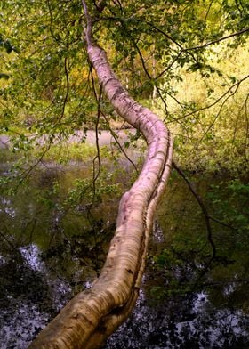 Trees and Pond