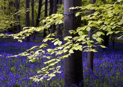 Bluebells Forest