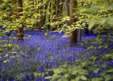 Bluebells Forest