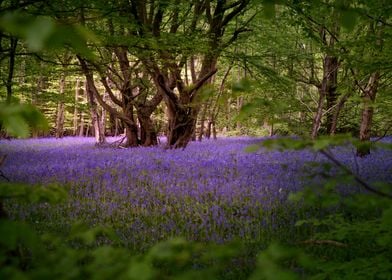 Forest in Essex