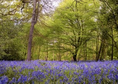 Gorgeous Blue Bells