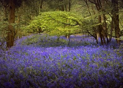 Bluebells Forest