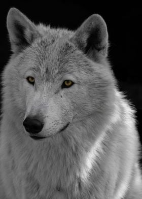 Handsome White Wolf