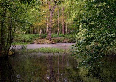 Trees and Pond