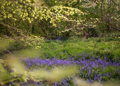 Forest in Essex