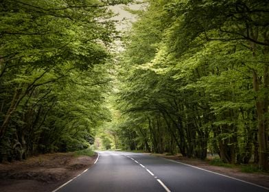 Forest Road