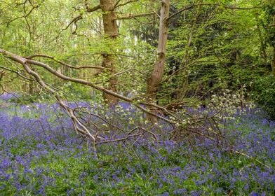 Gorgeous Blue Bells