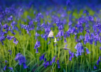 Beautiful Blue Bells 