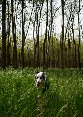 Border Collie in a forest