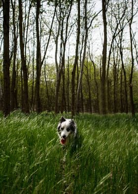 Border Collie in a forest