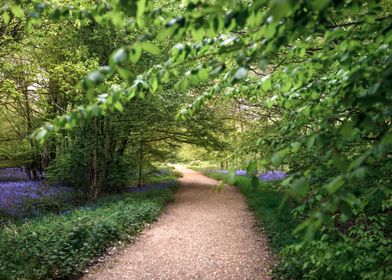 Forest Path