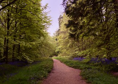 Forest in Essex