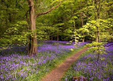 Forest in Essex