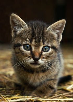 Striped Kitten