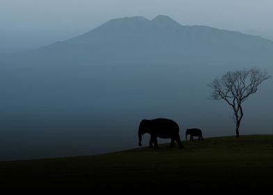 Elephants