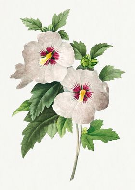 Hibiscus