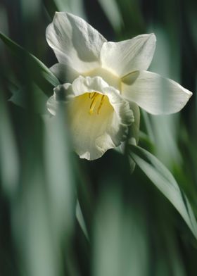 Iris Close up