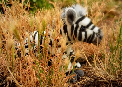 Mischievous Zebra