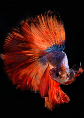 Betta fish