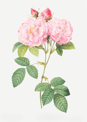 Italian Damask Rose