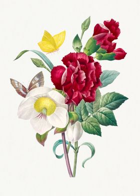 Hellebore and Oeillet