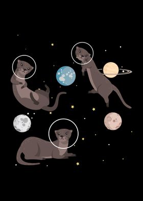 Sea Otters Galaxy Otter