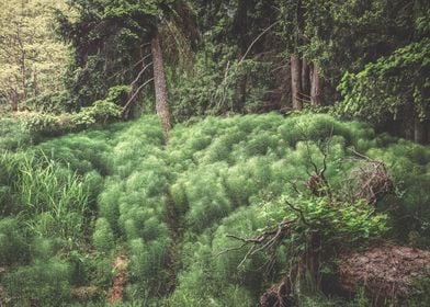 Pillows of horsetails