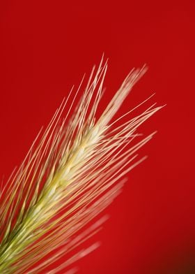 Flower blossoming close up