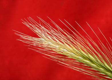 Flower blossoming close up