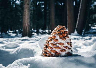 Pine Cone in the Snow