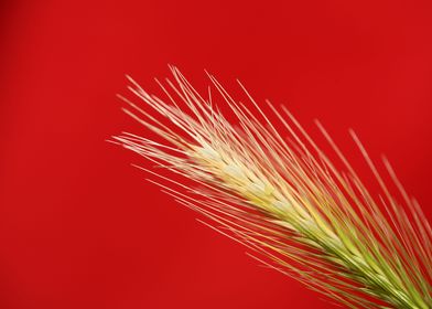 Flower blossoming close up