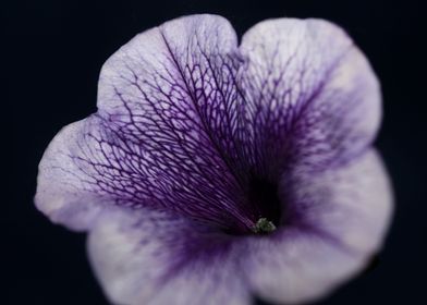 Petunia hybrida blossoming