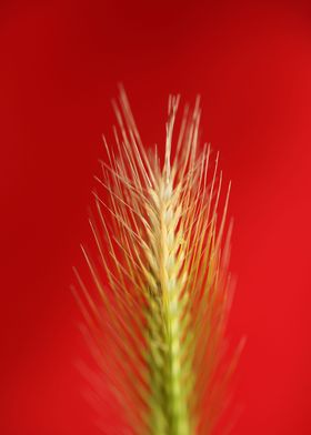 Flower blossoming close up