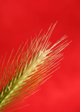 Flower blossoming close up