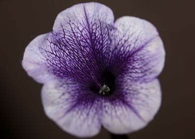 Blue petunia flower macro