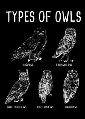 Types Of Owls