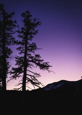 Dusk Mountain Tree