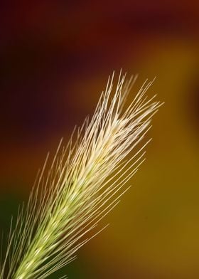 Flower blossoming close up