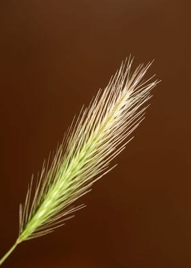 Wheat flowering close up