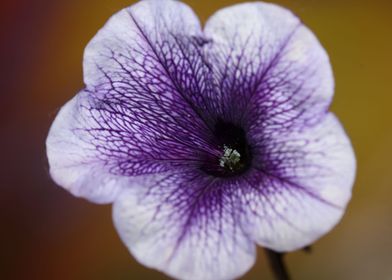 Blue petunia flower macro