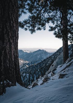 Cold Mountain Forest