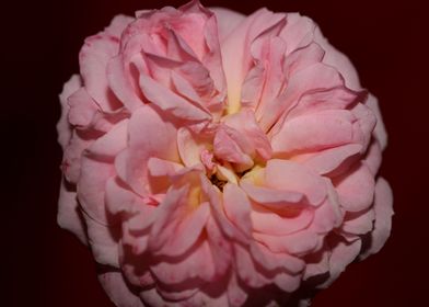 Pink rose flower close up