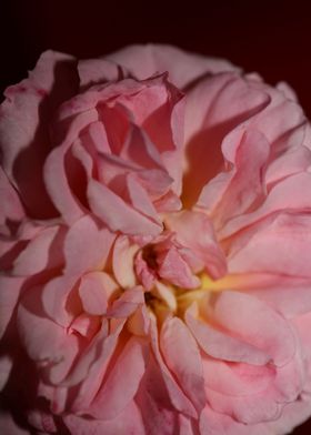 Pink rose flower close up